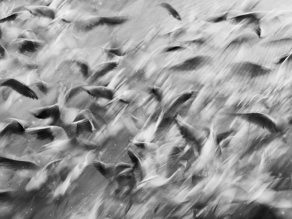 El coronavirus o la maldición de las gaviotas - Amanda Rosa Pérez Morales
