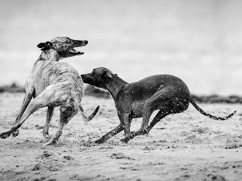 Esos perros tienen controlada la calle - Amanda Rosa Pérez Morales