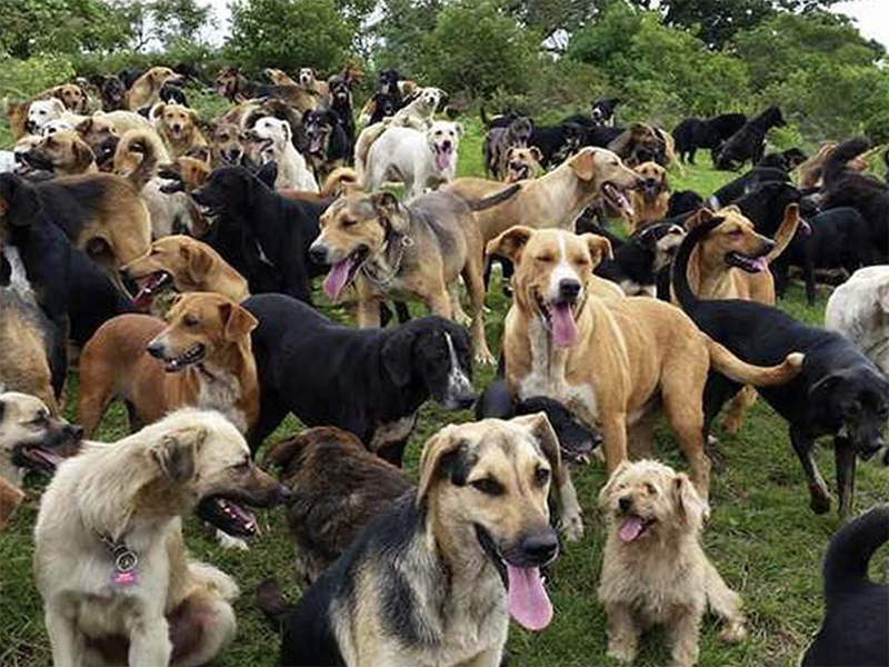 el-mejor-amigo-del-hombre-interviene-en-tiempos-de-pandemia