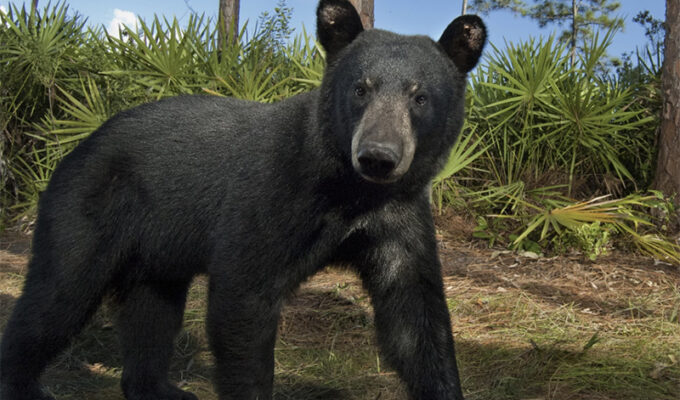 los-osos-invaden-el-condado-de-franklin-en-florida
