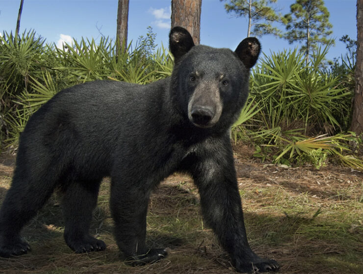 los-osos-invaden-el-condado-de-franklin-en-florida
