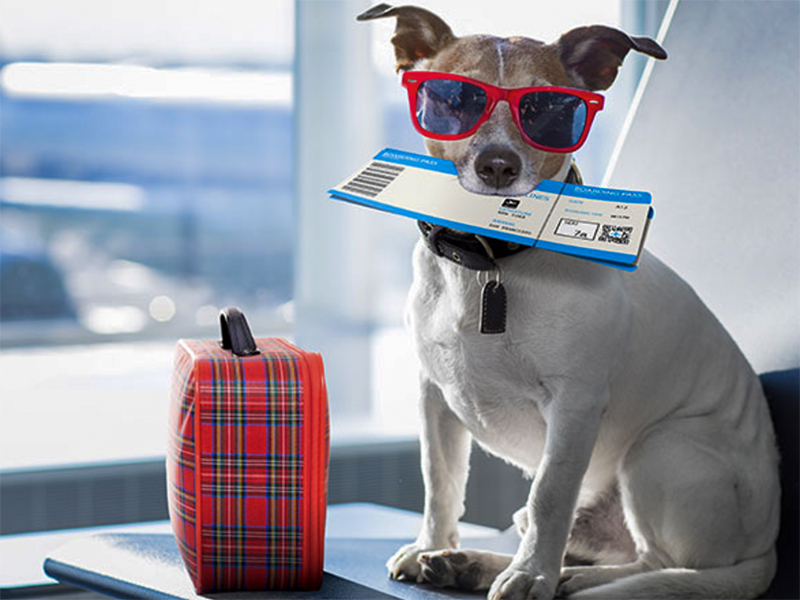 hasta-las-mascotas-se-van-de-cuba