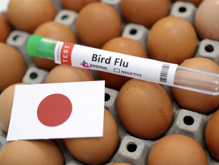 japon-se-enfrenta-a-un-brote-de-gripe-aviar-altamente-patogena