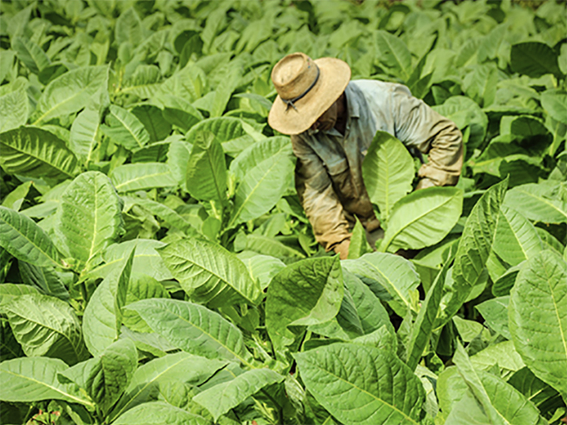el-cambio-climatico-amenaza-las-industrias-del-tabaco-y-la-langosta