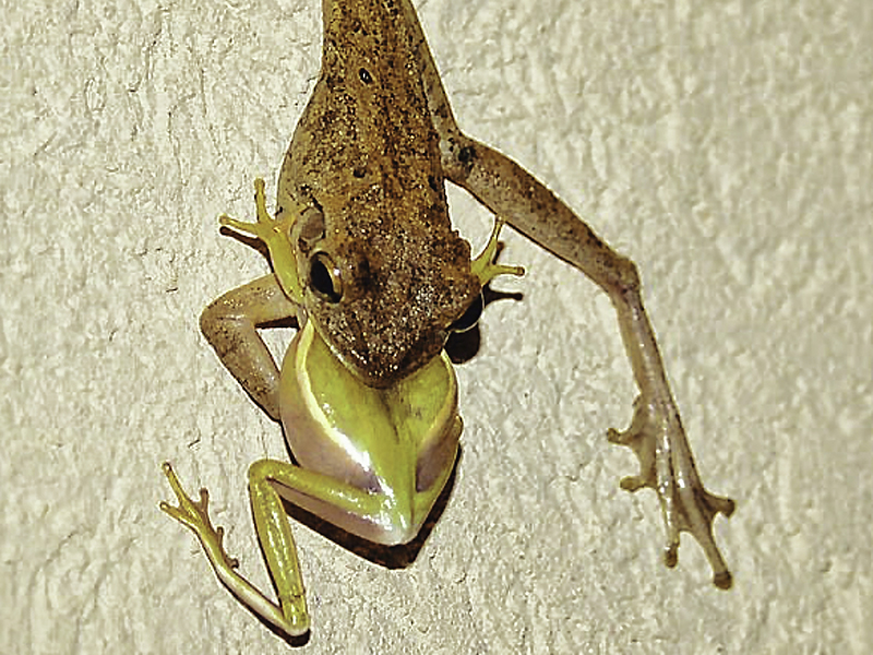 las-ranas-canibales-de-cuba-invaden-los-ee-uu
