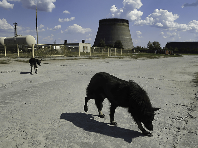 extranas-mutaciones-en-perros-salvajes-de-chernobil-sugieren-un-rapido-proceso-evolutivo