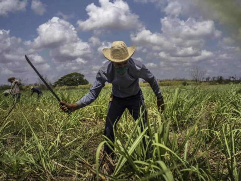 gina-carey-cuba-antano-la-tierra-del-azucar-ahora-debe-importarla