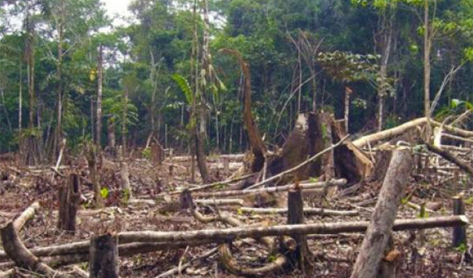 supervivencia-vs-medio-ambiente-la-tala-indiscriminada-de-arboles-para-poder-comer