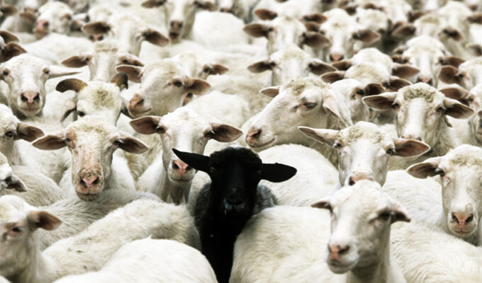 la-artificialidad-del-rebano