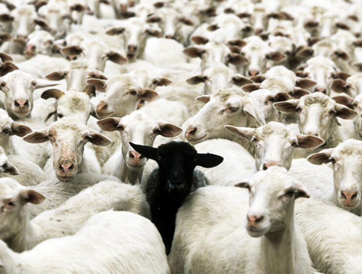 la-artificialidad-del-rebano