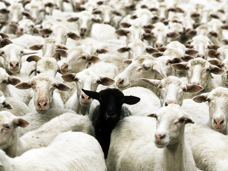 la-artificialidad-del-rebano