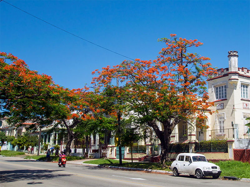 esperando-la-primavera-en-la-habana