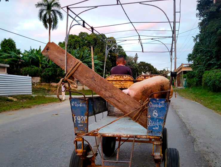 del-campo-a-la-mesa