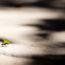 ant