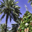 tradiciones-navidenas-unicas-en-el-sur-de-florida