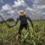 gina-carey-cuba-antano-la-tierra-del-azucar-ahora-debe-importarla