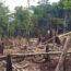 supervivencia-vs-medio-ambiente-la-tala-indiscriminada-de-arboles-para-poder-comer