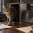 contra-el-gato-de-schrodinger