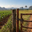 la-ley-185-de-tierra-agropecuaria-y-forestal-producir-bajo-permiso-en-cuba